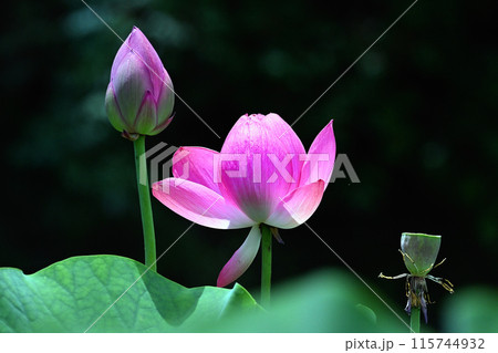 蓮の花、清浄なる花 蓮の花、清浄なる花 115744932