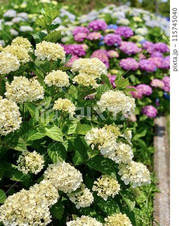 色とりどりに咲き乱れる紫陽花〈三ヶ根山スカイライン(あじさいライン)山頂/愛知県西尾市〉 115745040