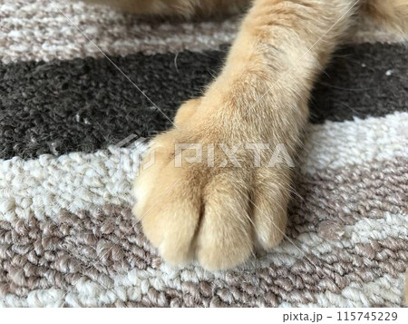 いたずら好き猫な可愛いのおてて 115745229