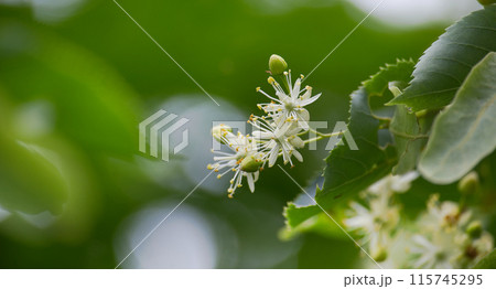 Blooming lime or linden tree with soft white flowers and green leaves Blooming lime or linden tree with soft white flowers and green leaves 115745295