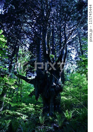 神秘的な森 115745444