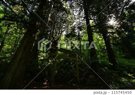 神秘的な森 115745450