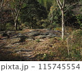 秋を感じる枯葉の山道 115745554