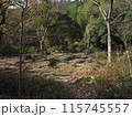 秋を感じる枯葉の山道 115745557