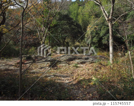 秋を感じる枯葉の山道 115745557