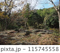 秋を感じる枯葉の山道 115745558