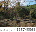 秋を感じる枯葉の山道 115745563