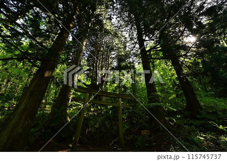 神秘的な森 115745737
