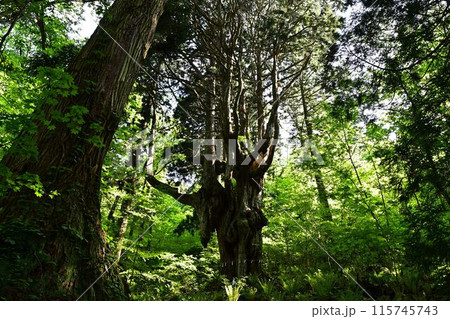 神秘的な森 115745743