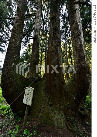隠岐の島のかぶら杉 115746213