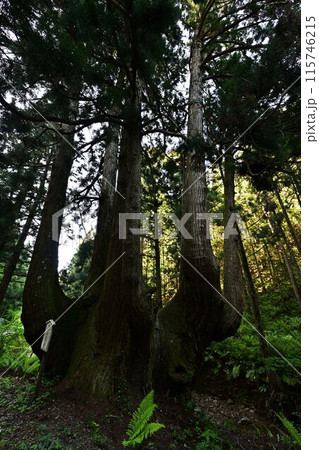 隠岐の島のかぶら杉 115746215