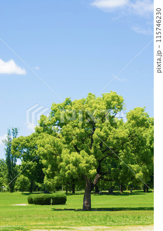 新緑と木立 115746230
