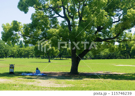 新緑と木立 新緑と木立 115746239