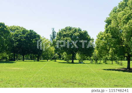 新緑と木立 新緑と木立 115746241