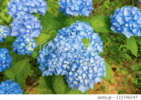 紫陽花霧島の恵 紫陽花霧島の恵 115746247