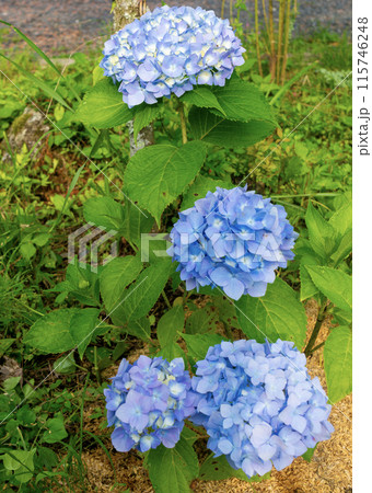 紫陽花霧島の恵 115746248