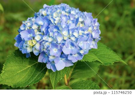 紫陽花霧島の恵 115746250