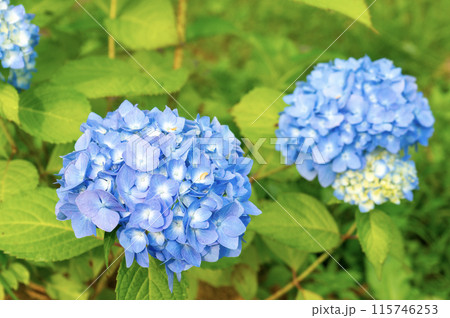 紫陽花霧島の恵 115746253