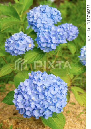 紫陽花霧島の恵 115746258