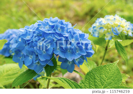 紫陽花霧島の恵 115746259