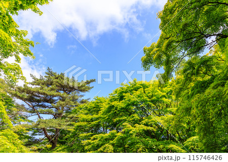 伊香保ロープーウエイの頂上の上ノ山公園の鮮やかな新緑の風景 115746426