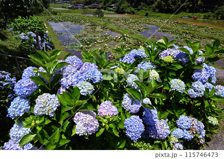 睡蓮田に咲く紫陽花 睡蓮田に咲く紫陽花 115746473