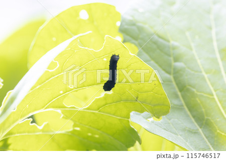 小松菜の葉を食べるカブラハバチの幼虫 115746517