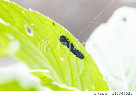 小松菜の葉を食べるカブラハバチの幼虫 115746520