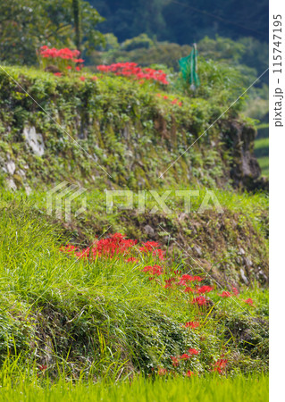 両合棚田の彼岸花(大分県宇佐市院内町) 両合棚田の彼岸花(大分県宇佐市院内町) 115747195