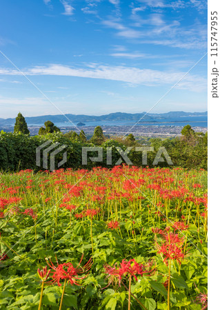 鉢巻山展望所の彼岸花(長崎県大村市) 鉢巻山展望所の彼岸花(長崎県大村市) 115747955