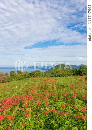 鉢巻山展望所の彼岸花（長崎県大村市） 115747961