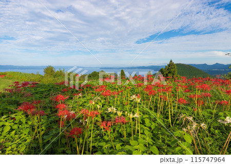 鉢巻山展望所の彼岸花（長崎県大村市） 115747964