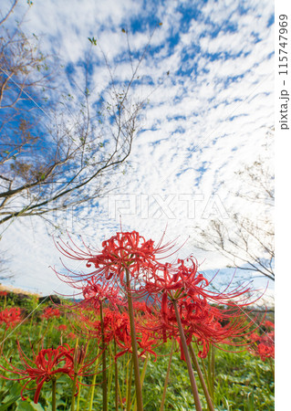 鉢巻山展望所の彼岸花(長崎県大村市) 鉢巻山展望所の彼岸花(長崎県大村市) 115747969