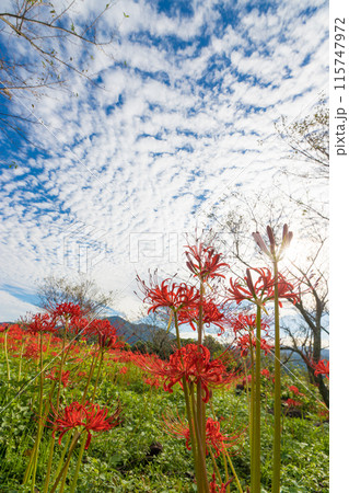 鉢巻山展望所の彼岸花（長崎県大村市） 115747972