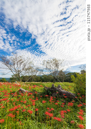 鉢巻山展望所の彼岸花(長崎県大村市) 鉢巻山展望所の彼岸花(長崎県大村市) 115747988