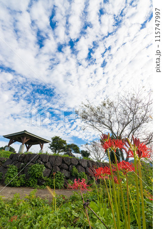 鉢巻山展望所の彼岸花（長崎県大村市） 115747997