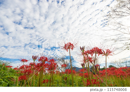 鉢巻山展望所の彼岸花（長崎県大村市） 115748008