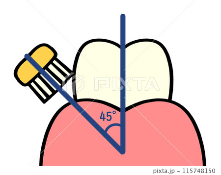 歯の磨き方 バス法のイラスト素材 115748150