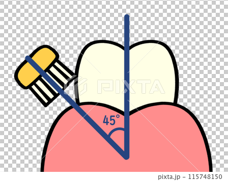 歯の磨き方 バス法のイラスト素材 115748150