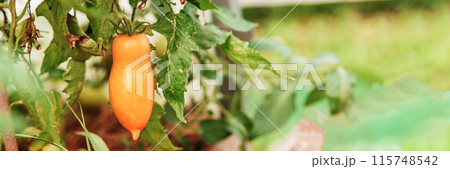 Tomatoes are hanging on a branch in the greenhouse. 115748542