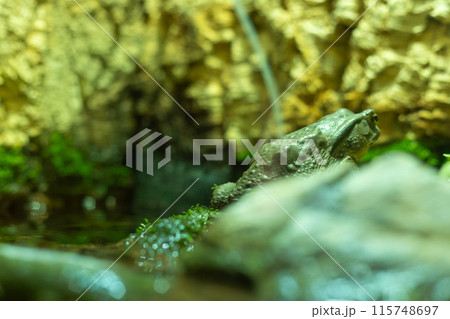 アズマヒキガエル 115748697