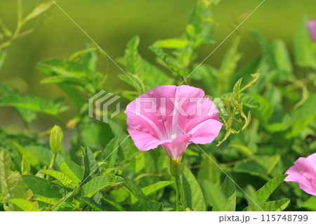 色の濃い昼顔(ヒルガオ)の花 色の濃い昼顔(ヒルガオ)の花 115748799