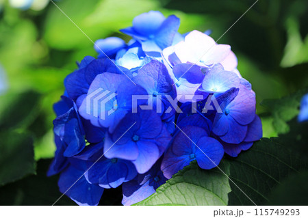アジサイの花 115749293