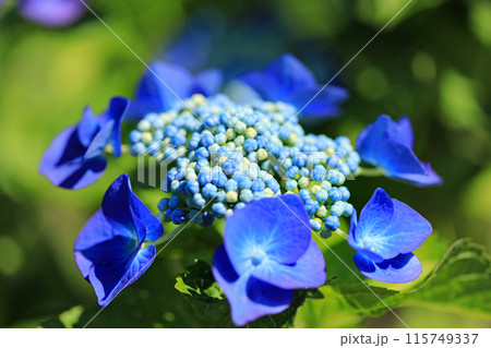 アジサイの花 115749337
