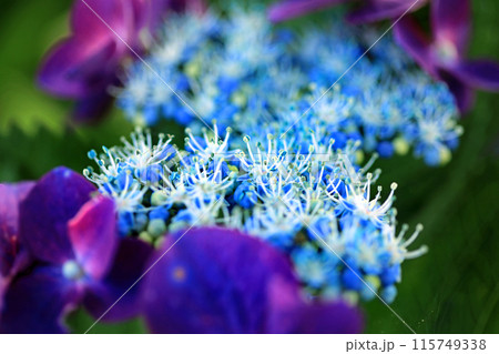 アジサイの花 115749338