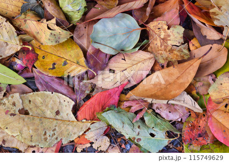 皇居東御苑の美しい紅葉(東京都千代田区) 皇居東御苑の美しい紅葉(東京都千代田区) 115749629