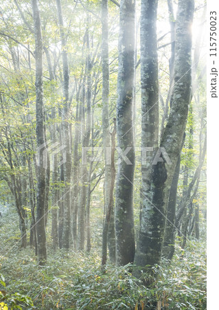 森の夜明け・光芒・新緑・エコイメージ（大山） 115750023