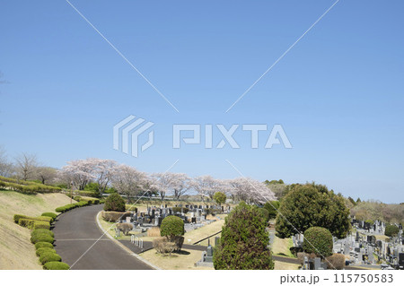 お墓 墓地 霊園 お墓 墓地 霊園 115750583