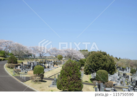 お墓 墓地 霊園 お墓 墓地 霊園 115750590