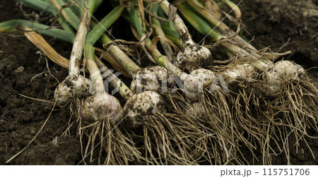 収穫したてのニンニク 畑 収穫したてのニンニク 畑 115751706